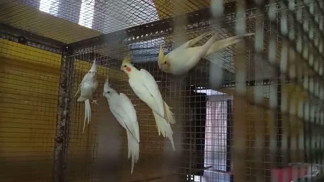 Cockatiel | Pied, farm video