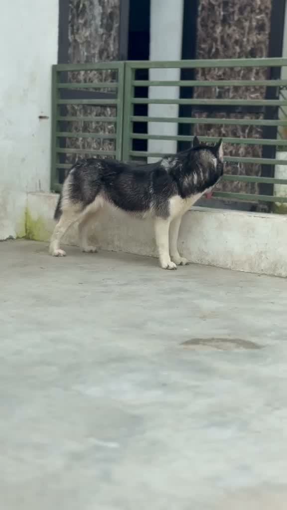 Siberian Husky Puppy | Black & White Color, farm video