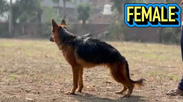 German Shepherd Puppy, farm video