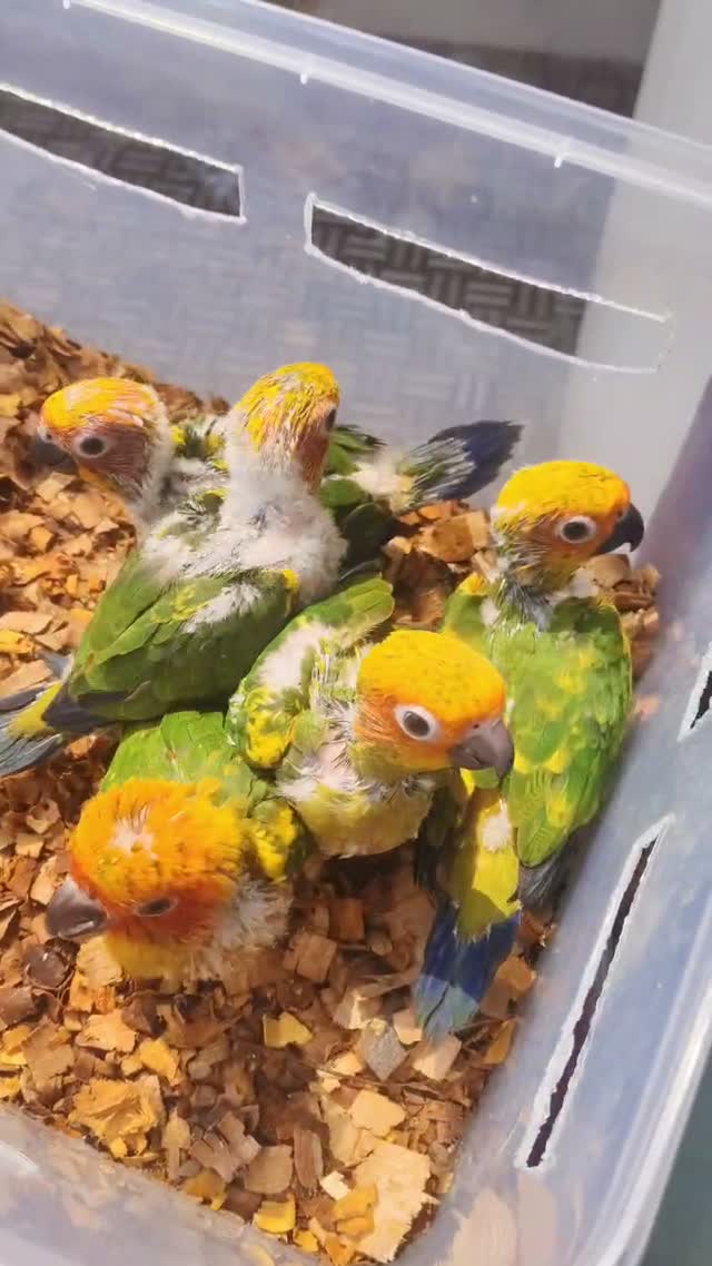 Sun Conure, farm video