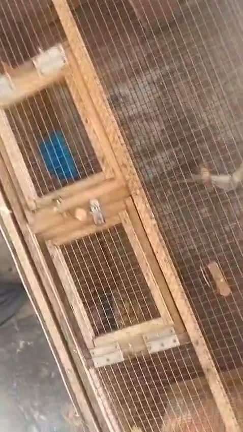 Cockatiel | Pied, farm video