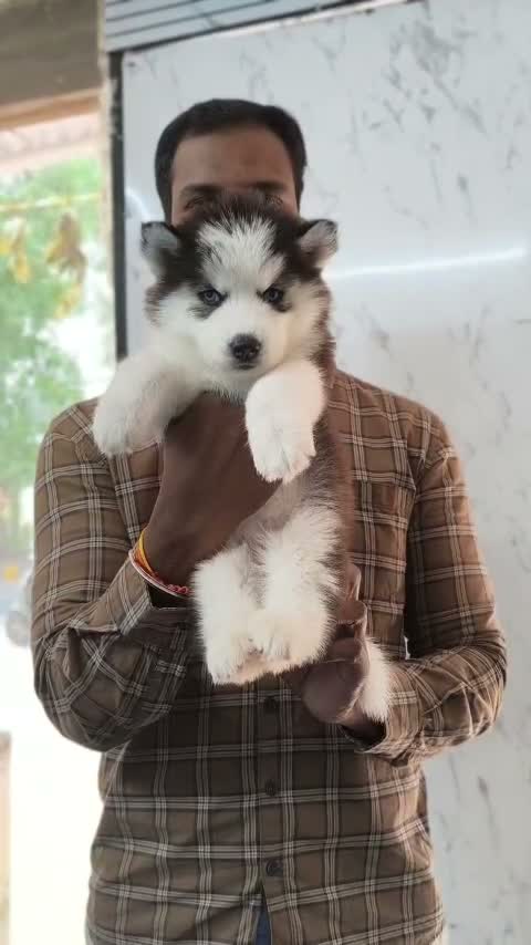 Siberian Husky Puppy | Black & White Color, farm video