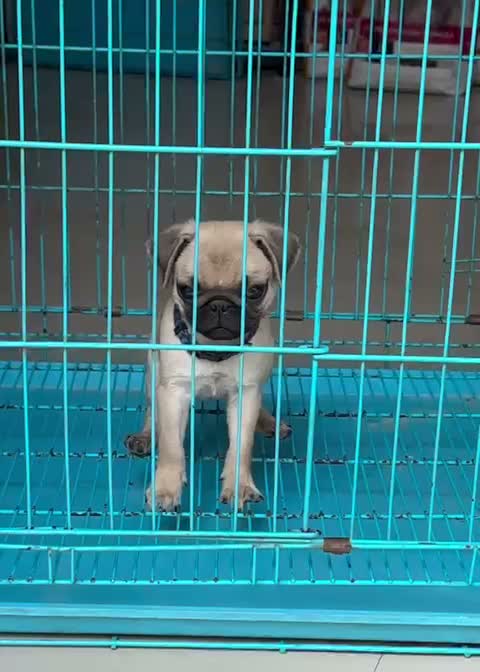 Pug Puppy, farm video