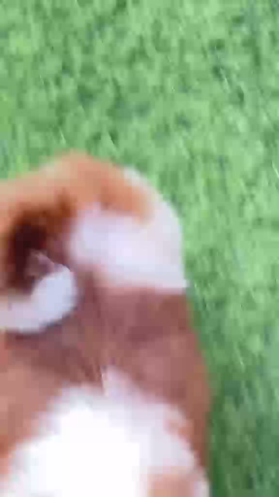 Shih Tzu | Black Color, farm video