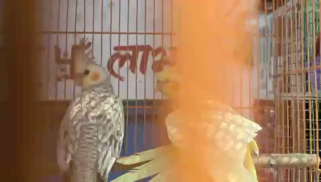 Cockatiel | Pied, farm video