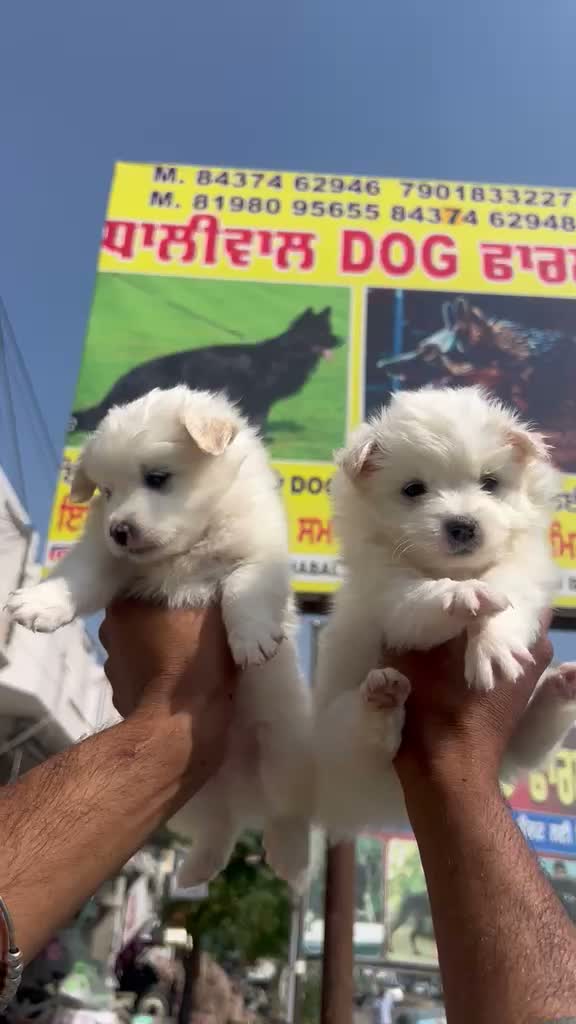 Pomeranian Puppy, farm video