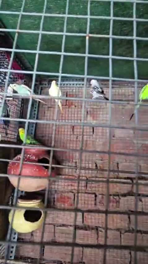 Holland Budgies, farm video