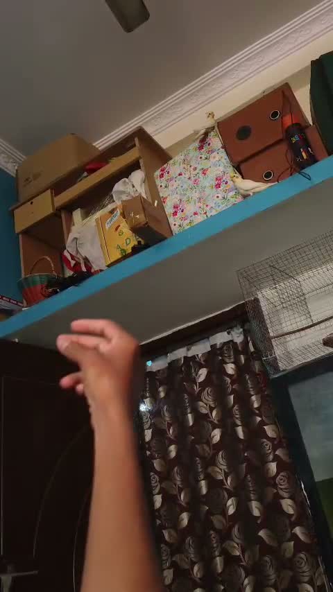 Cockatiel, farm video