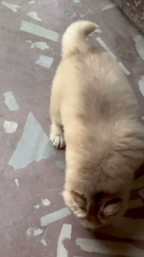 Siberian Husky Puppy | Black & White Color, farm video