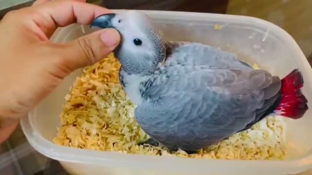 African Grey Parrot, farm video