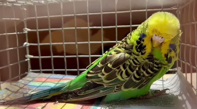 Exhibition Budgies, farm video