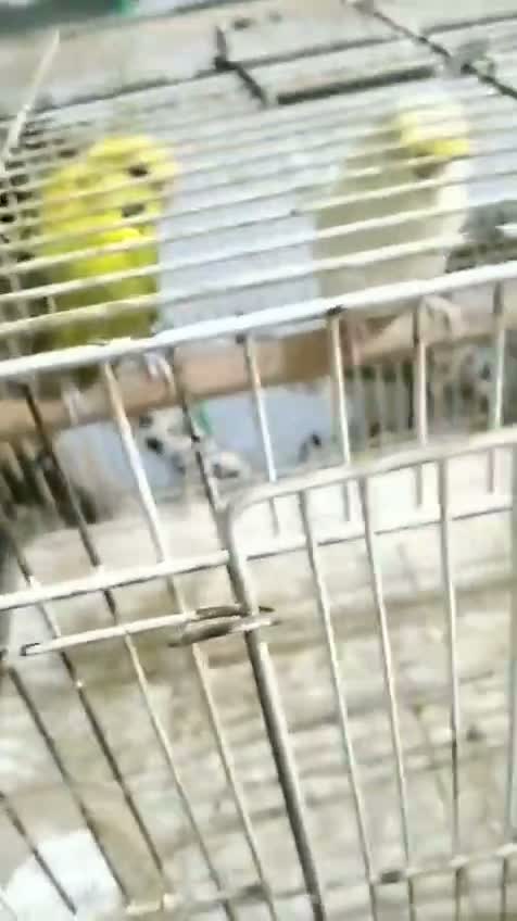 Satin Pigeon, farm video