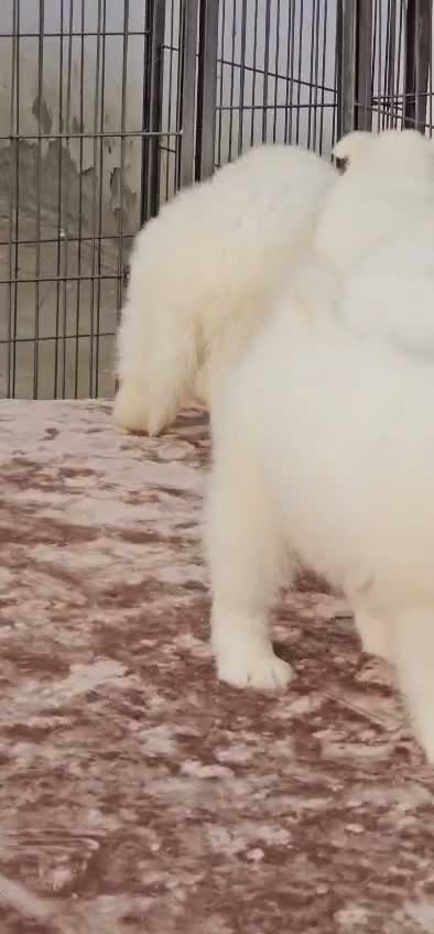 Samoyed Puppy | White, farm video