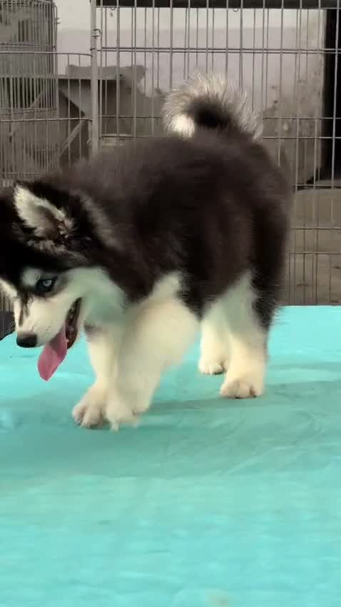 Siberian Husky Puppy | Black & White Color, farm video
