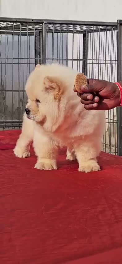 Chow Chow Puppies, farm video