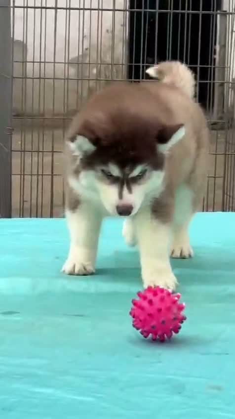 Siberian Husky Puppy | Black & White Color, farm video