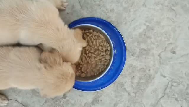 Beagle Black & Tan Puppy, farm video