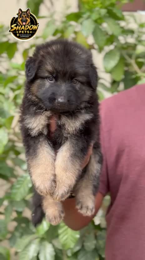 Dachshund Puppy | Brown & Tan, farm video
