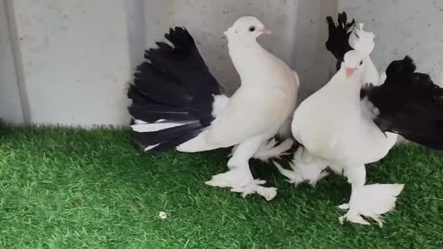 Chotiyal Pigeon, farm video