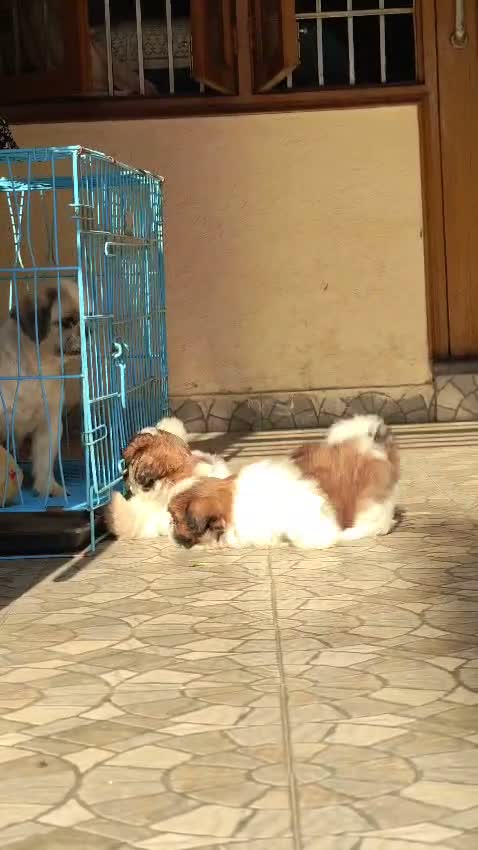 Shih Tzu | Black Color, farm video