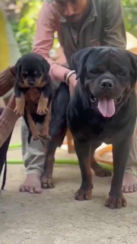 Rottweiler Puppy, farm video