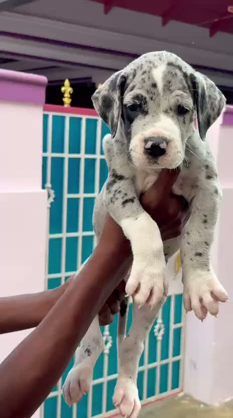 Great Dane Puppy, farm video