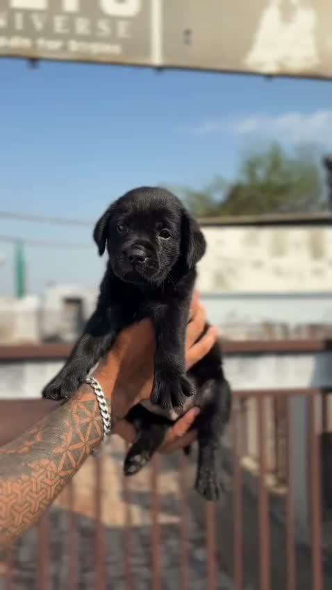 Beagle Black & Tan Puppy, farm video