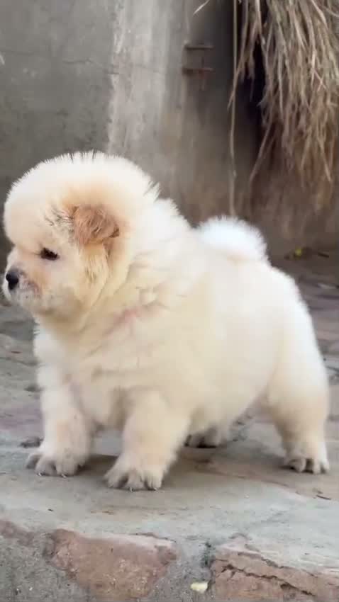Chow Chow Puppies, farm video