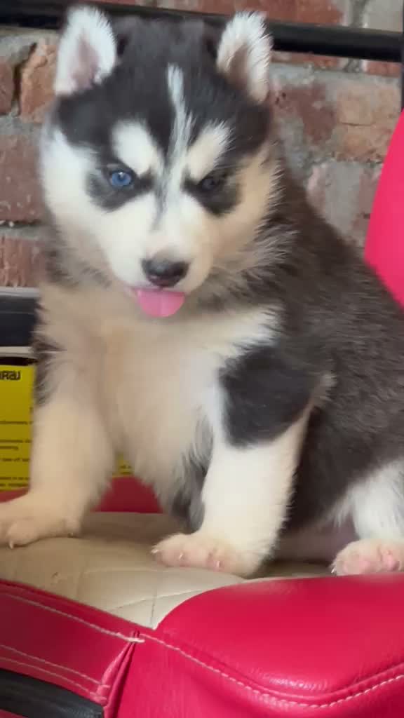 Siberian Husky Puppy | Black & White Color, farm video