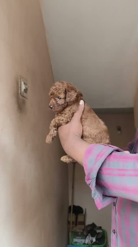 Standard Poodle Puppy | White, farm video