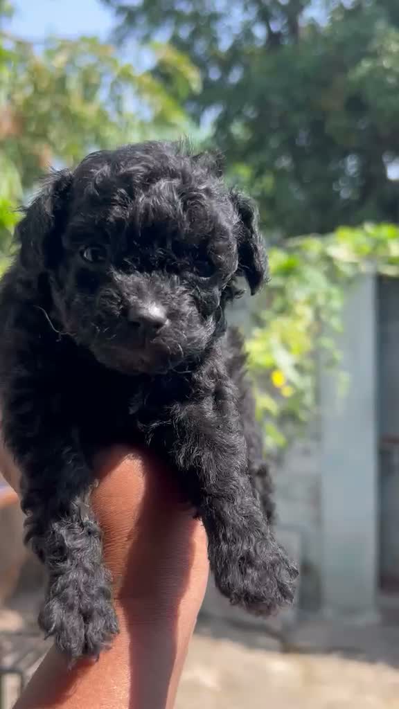 Toy Poodle Puppy, farm video