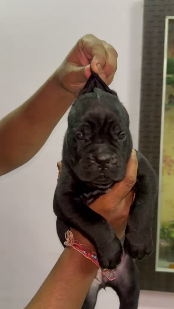 Cane Corso Puppy, farm video