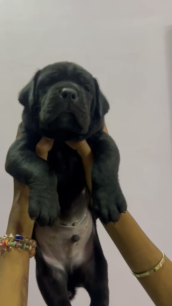 Cane Corso Puppy, farm video