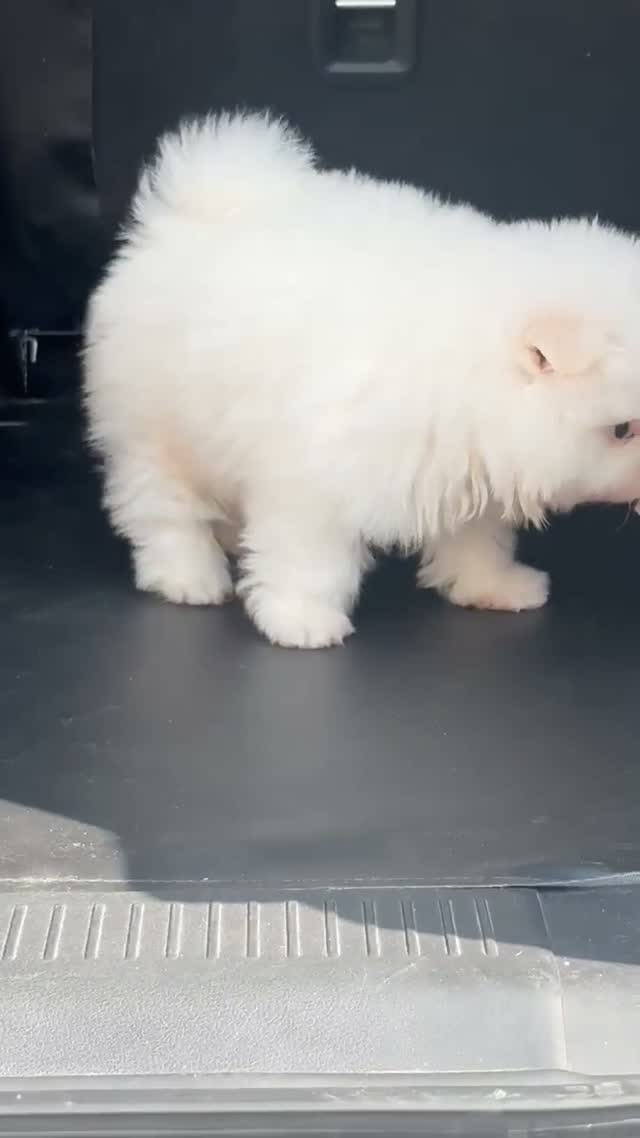 Pomeranian Puppy, farm video