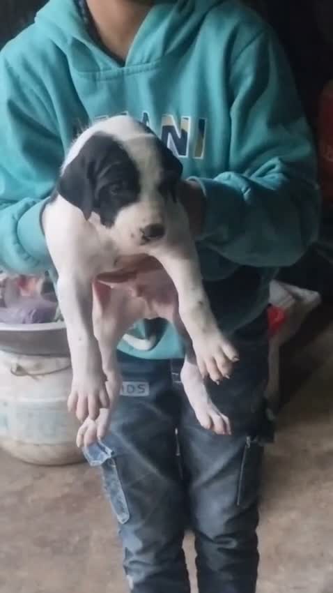 American Bully XXL Size Puppy, farm video