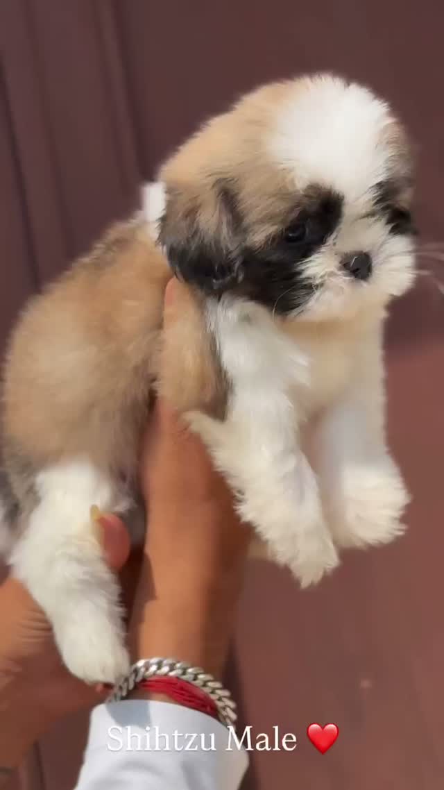 Shih Tzu | Black Color, farm video