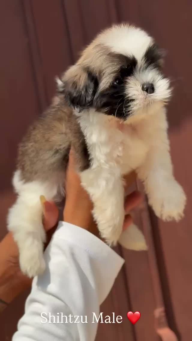 Shih Tzu | Black Color, farm video