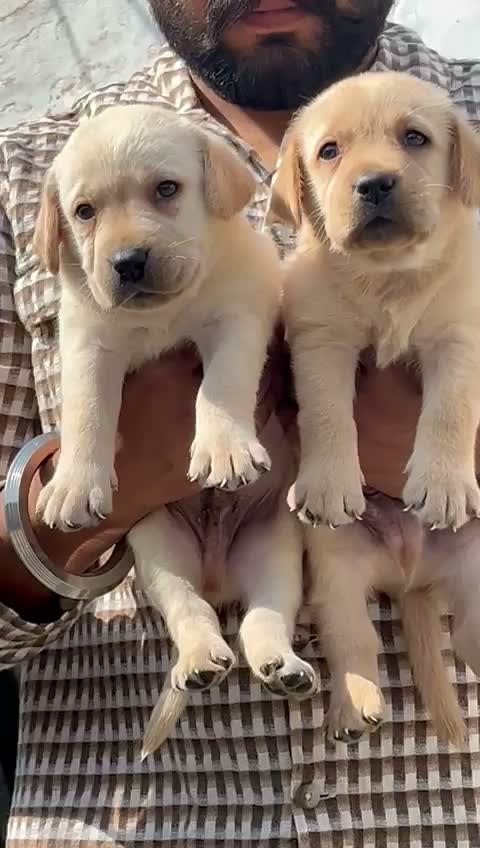 Beagle Black & Tan Puppy, farm video