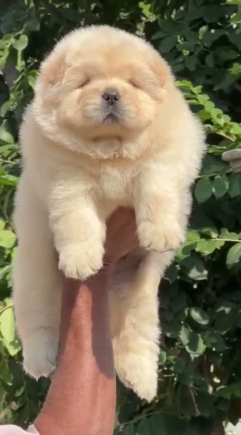 Persian, farm video