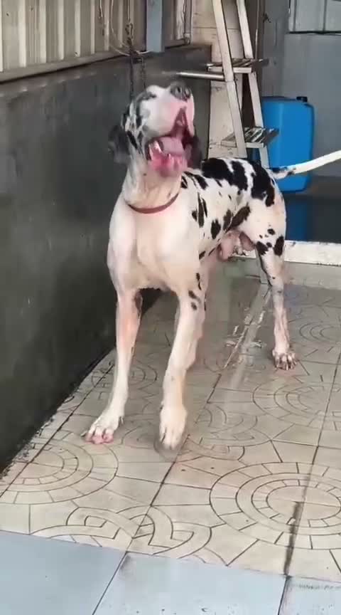 Great Dane Puppy, farm video