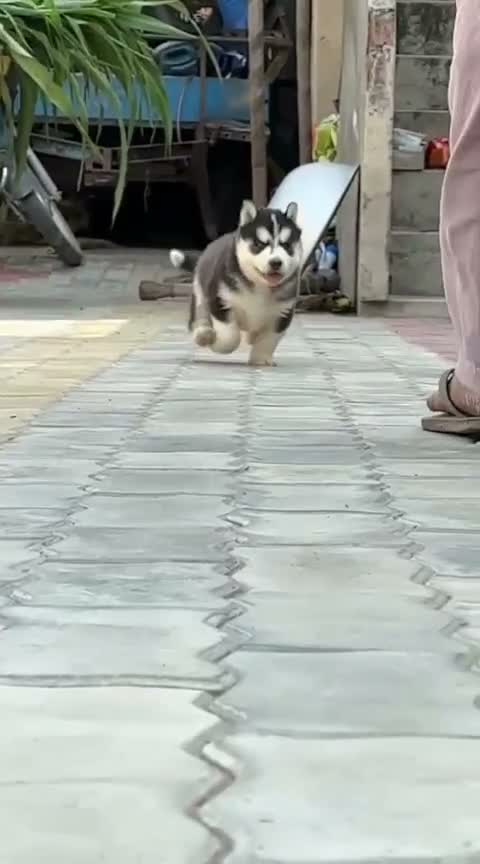 Siberian Husky Puppy | Black & White Color, farm video