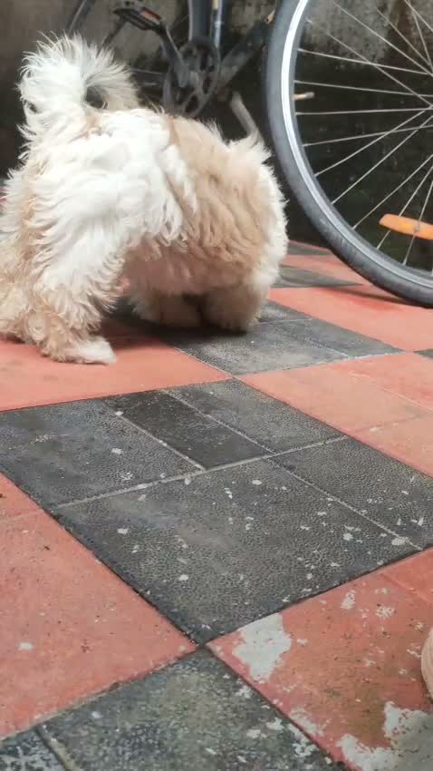 Shih Tzu | Black Color, farm video