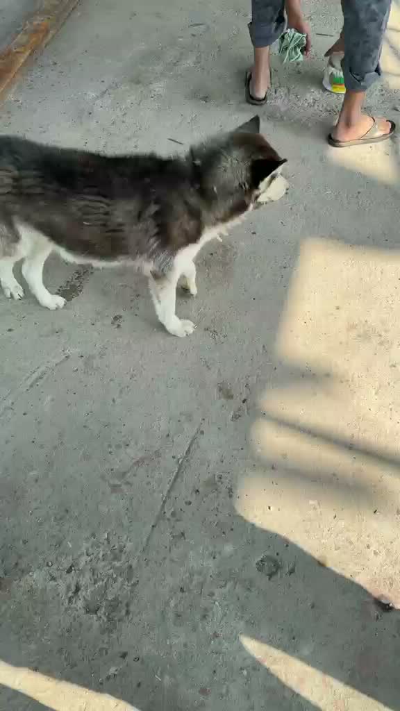 Siberian Husky Puppy | Black & White Color, farm video