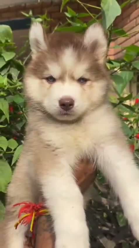 Siberian Husky Puppy | Black & White Color, farm video