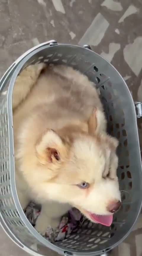 Siberian Husky Puppy | Black & White Color, farm video