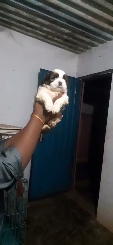 Shih Tzu | Black Color, farm video