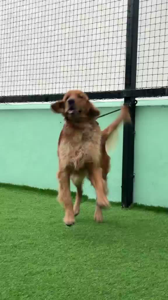 Golden Retriever, farm video