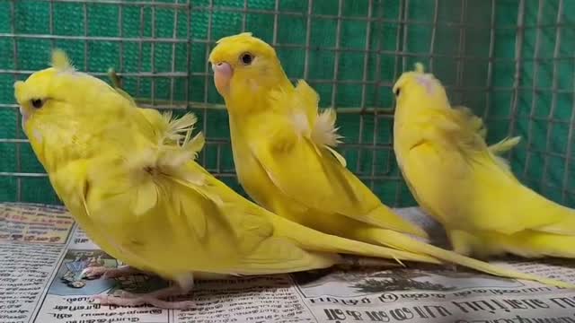 Helicopter Budgies, farm video