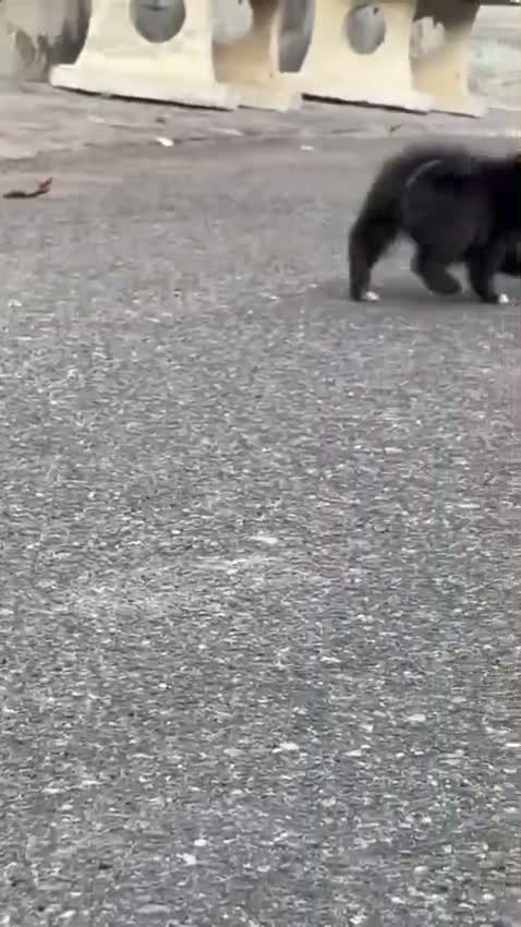 Pomeranian Puppy, farm video