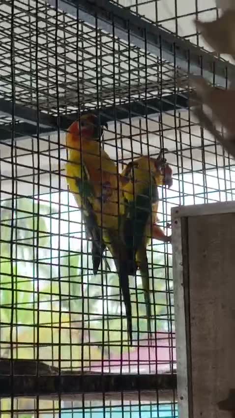 Sun Conure, farm video
